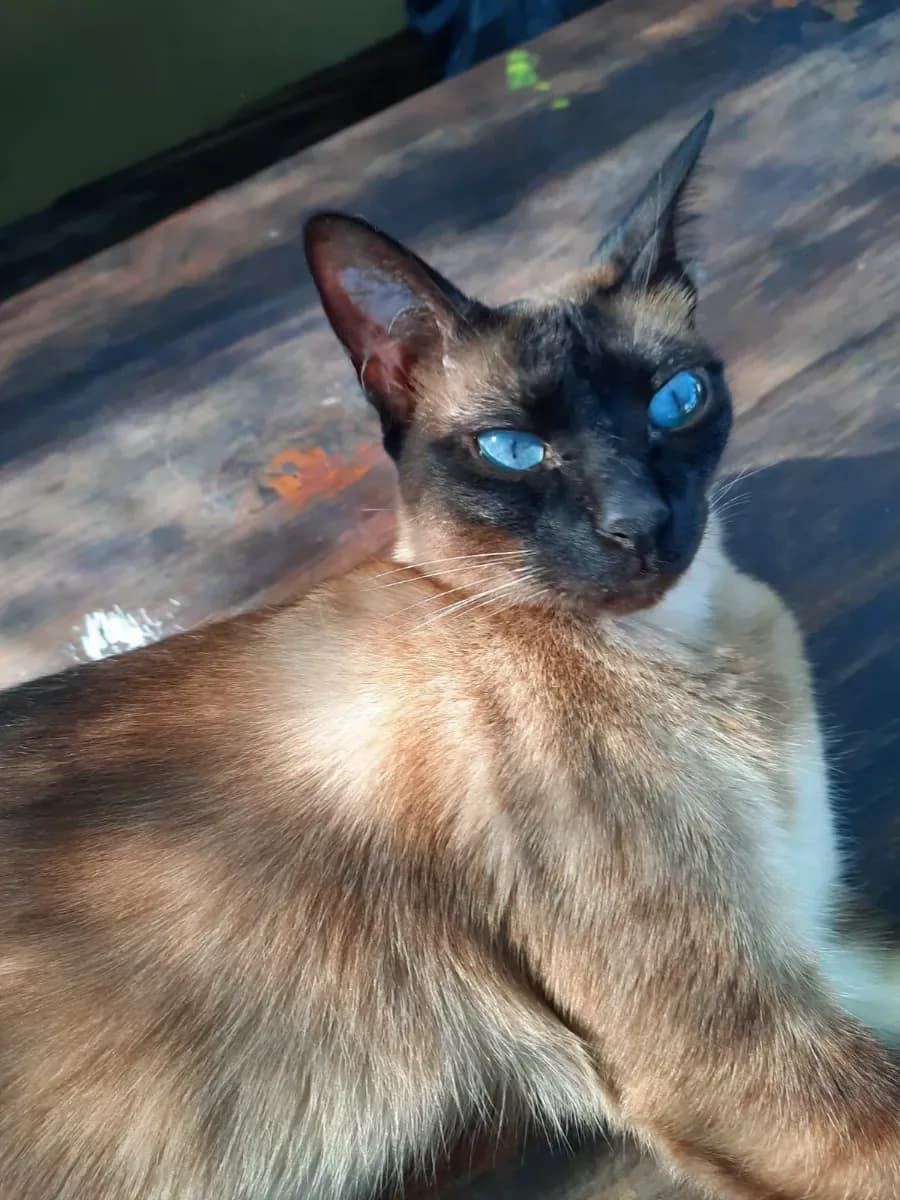 Priscila C. 5