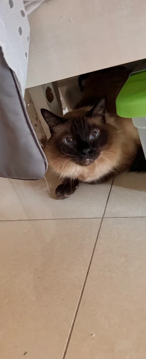 Viviana C. 2