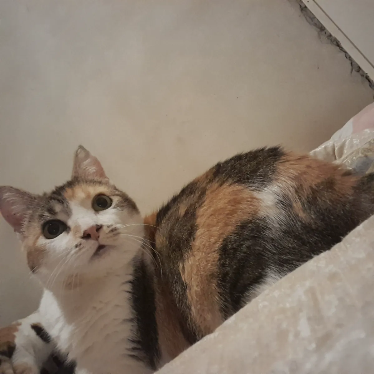 Foto de Brisa A.
